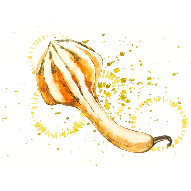 Calabaza. Acuarela dibujada a mano en blanco. Ilustración acuarela con un toque.