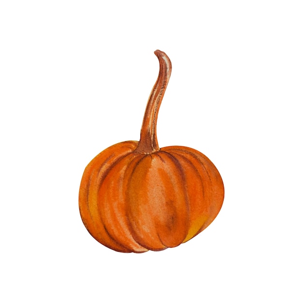 Calabaza por una acuarela. Sobre fondo blanco aislado, dibujado a mano