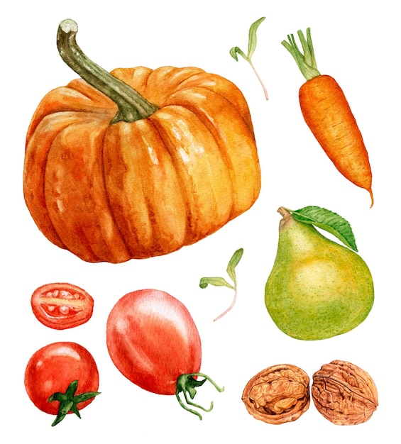 Calabaza acuarela, zanahoria, pera, tomate, nueces aisladas en blanco.