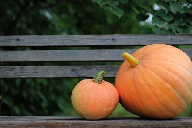 Calabaza al aire libre naturaleza otoño