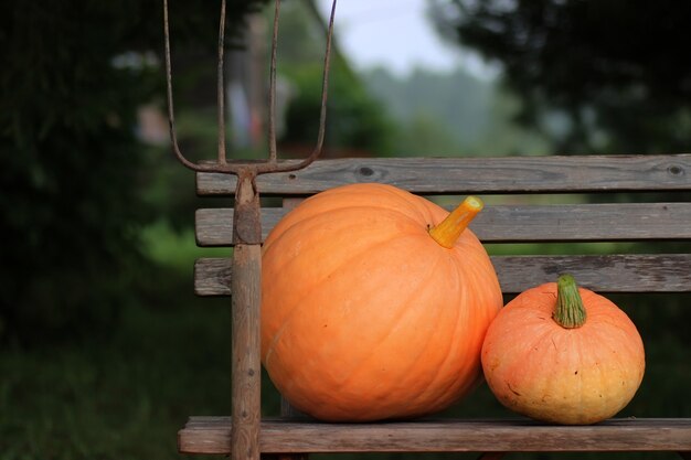 Calabaza al aire libre naturaleza otoño