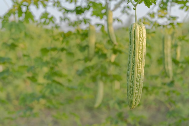 Calabaza amarga fresca o crecimiento de melón amargo en un árbol en una granja de vegetales orgánicos