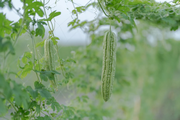 Calabaza amarga fresca o crecimiento de melón amargo en un árbol en una granja de vegetales orgánicos