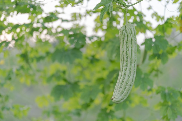 Calabaza amarga fresca o crecimiento de melón amargo en un árbol en una granja de vegetales orgánicos