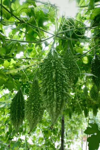 Foto calabaza amarga o pepino amargo que crece en la planta