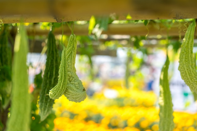 La calabaza amarga también se conoce como melón amargo o pera bálsamo, que crece en un jardín orgánico.