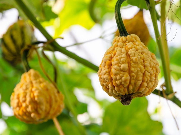 Calabaza amarilla calabaza pera verrugosa que crece en el jardín de invernadero