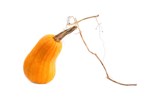 Calabaza amarilla madura sobre un fondo blanco.