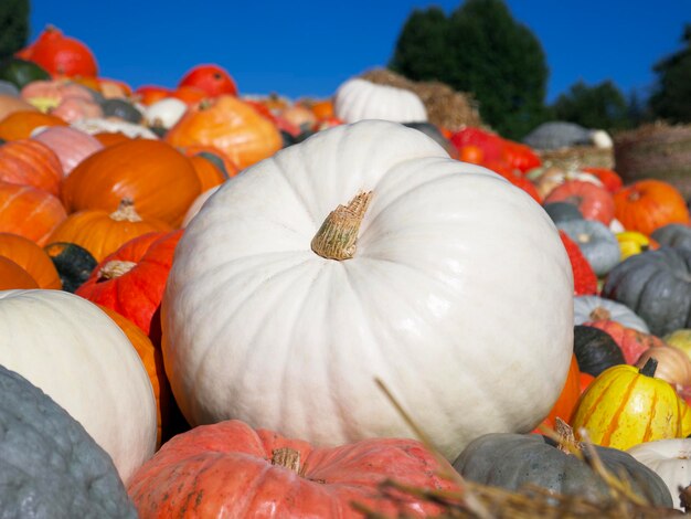 una calabaza blanca grande contra el fondo de calabazas multicolores brillantes en un clima claro y soleado