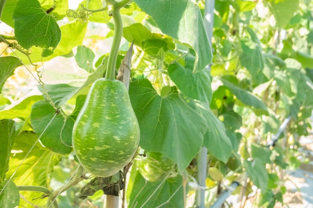 calabaza de botella verde