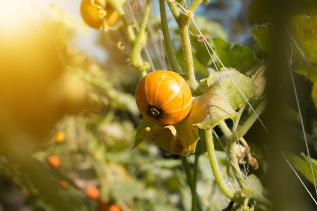 Calabaza en el campo con hojas verdes