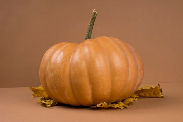 Foto calabaza (colección de halloween)