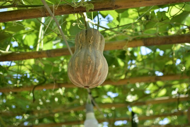 Foto calabaza creciendo en un árbol en el jardín