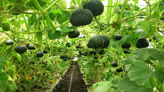 Calabaza creciendo en el jardín.