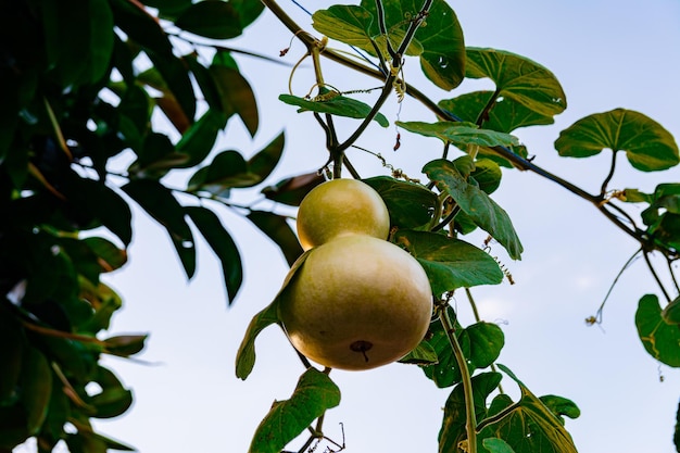 Foto calabaza en forma de pera violada