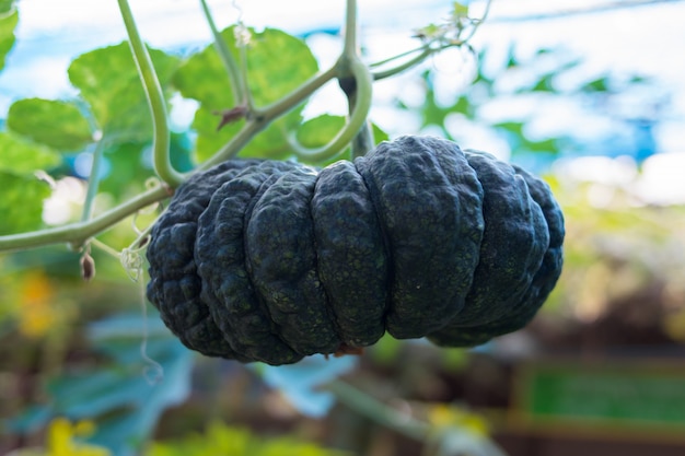 Calabaza fresca en árbol de calabaza