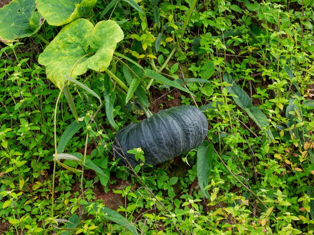 Calabaza fresca con cáscara verde en arbusto de árbol en jardín en el suelo, plantación de granja