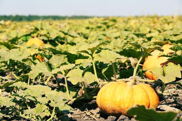 Calabaza fresca para la cosecha en el campo