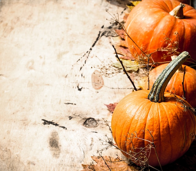 Calabaza fresca con hojas y ramas.