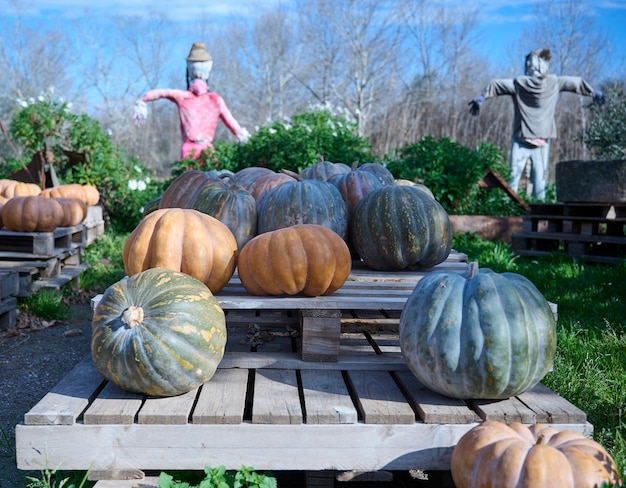 Foto calabaza fresca de temporada cultivada en una granja orgánica