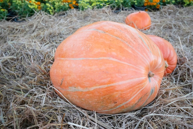 Calabaza gigante de color dorado en el jardín