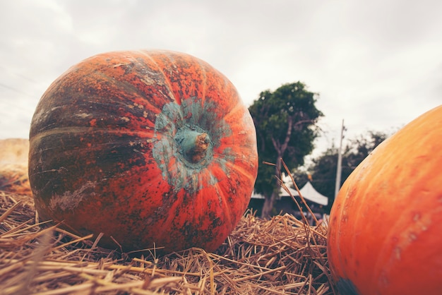 Calabaza gigante cultivada de sistemas agrícolas industriales modernos