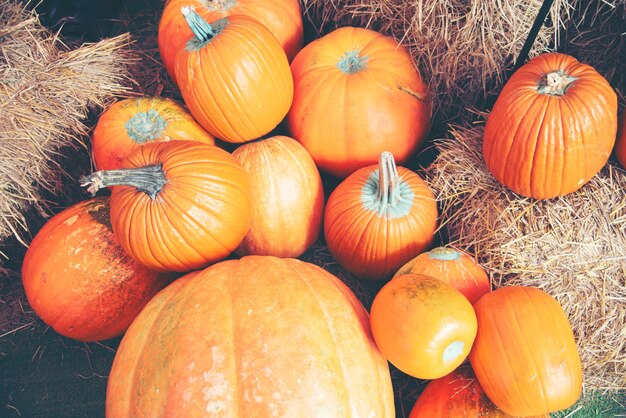 Calabaza gigante en la granja.