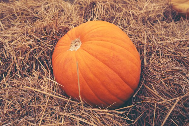 Calabaza gigante en la granja.