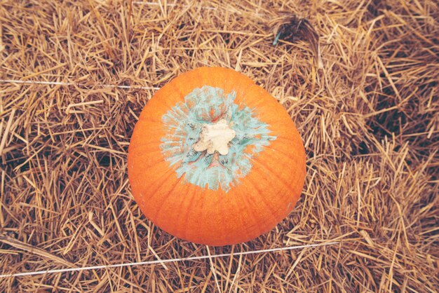 Calabaza gigante en granjas de hortalizas.