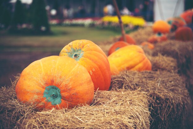 Calabaza gigante en granjas de hortalizas.