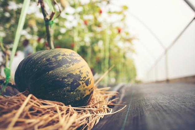 Una calabaza gigante se sienta en la hierba en una granja de productos locales