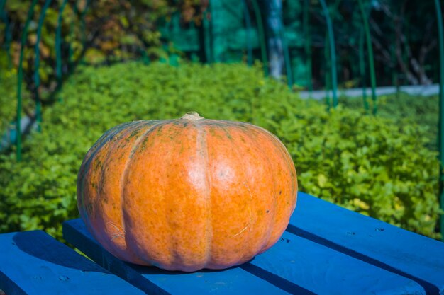 Calabaza grande y fresca