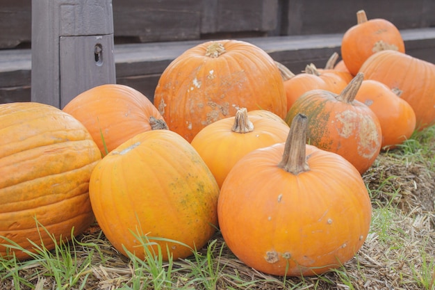 Calabaza de Halloween jack-o-latern