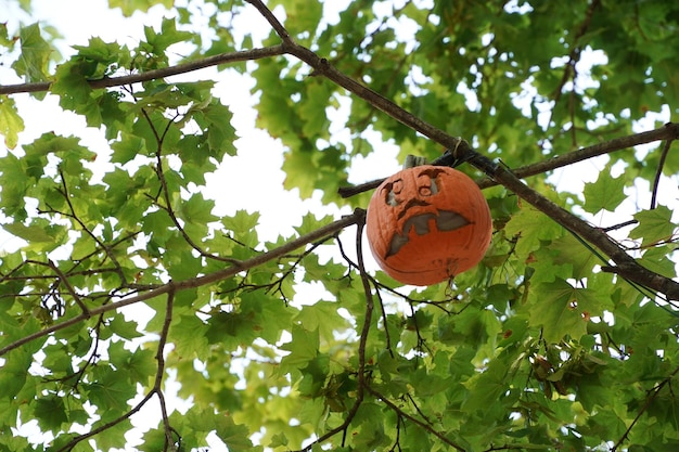 Calabaza de Halloween tallada colgando de un árbol