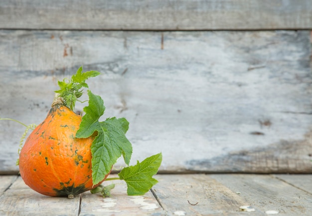 Calabaza con hojas y flores