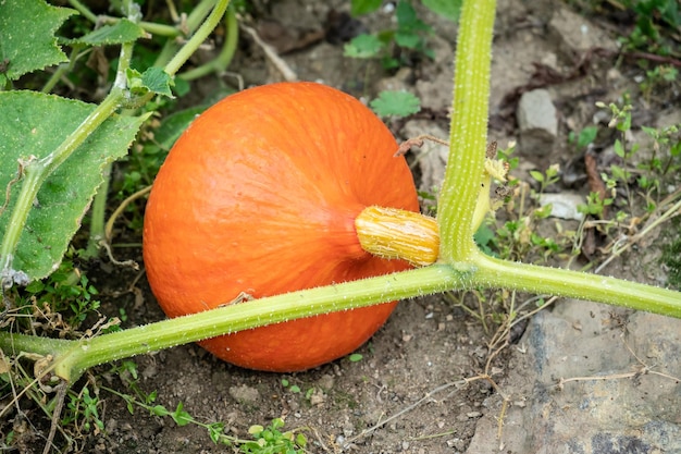 Calabaza de Hokkaido en el jardín Cultivo de calabaza de Hokkaido en un huerto