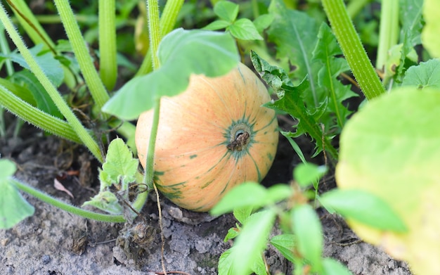 Calabaza inmadura que crece en un jardín.