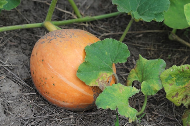 Calabaza en el jardín entre el follaje en la cosecha del jardín.