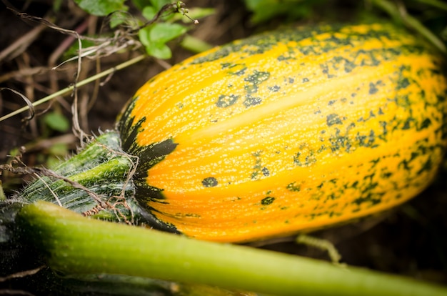 Calabaza en el jardín