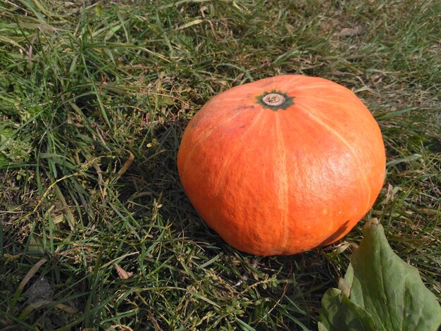 Calabaza de jengibre madura en el fondo de la hierba Concepto de otoño con calabaza