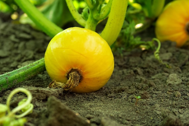 la calabaza joven de hokkaido crece en una granja de vegetales. concepto de cultivo de calabaza