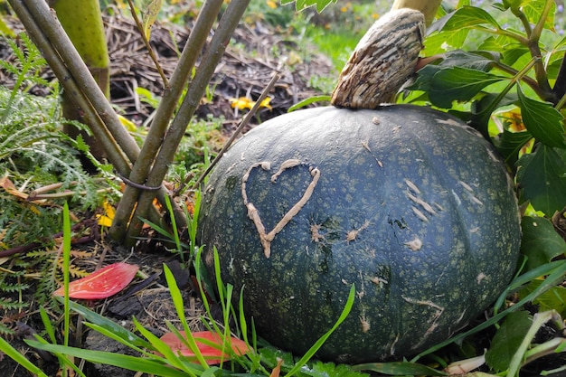 Calabaza Kabocha con una cicatriz en forma de corazón