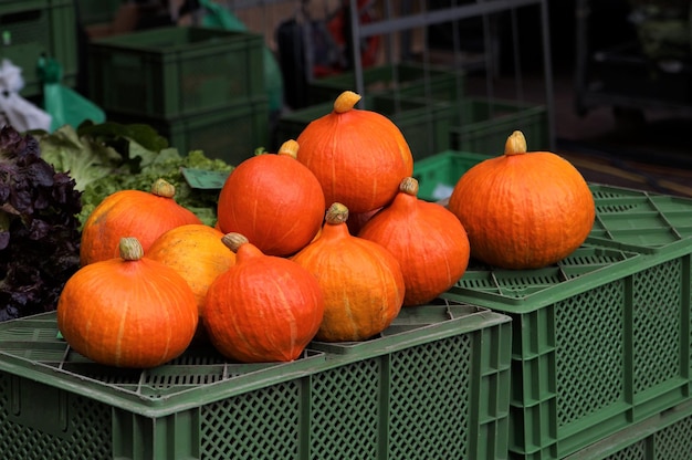 Calabaza kuri roja o calabaza hokkaido