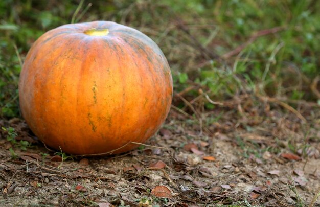 Calabaza madura cosechada en el jardín