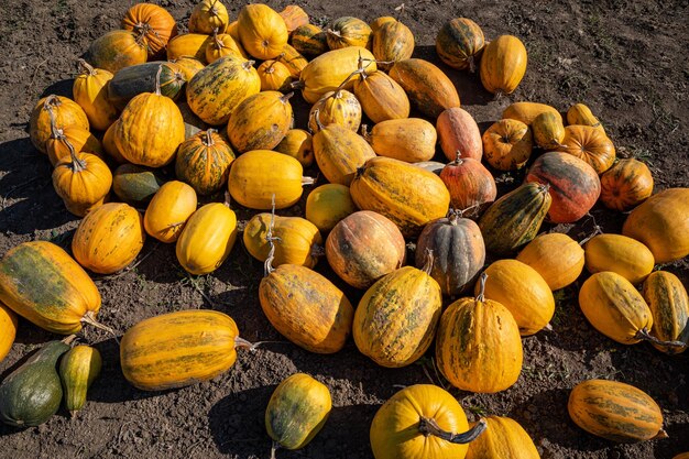 Foto una calabaza madura en el jardín en un día de otoño cosechando en el campo