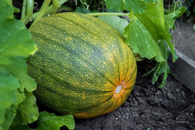 Una calabaza madura yace en el suelo debajo de un arbusto en el jardín. Hortalizas, agricultura ecológica.