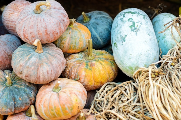 Calabaza en el mercado de verduras.