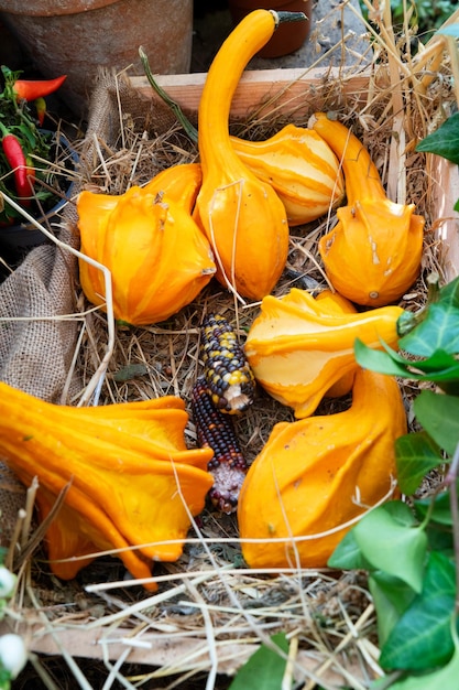 Calabaza en la mesa