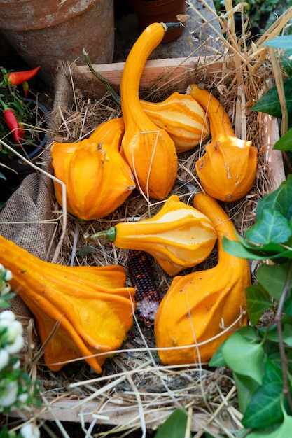 Calabaza en la mesa