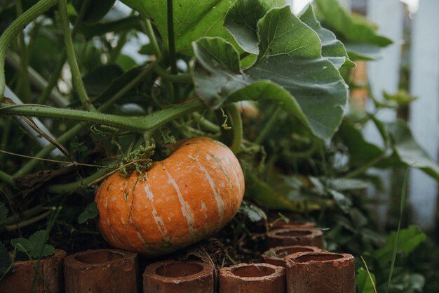 una calabaza naranja crece en un jardín